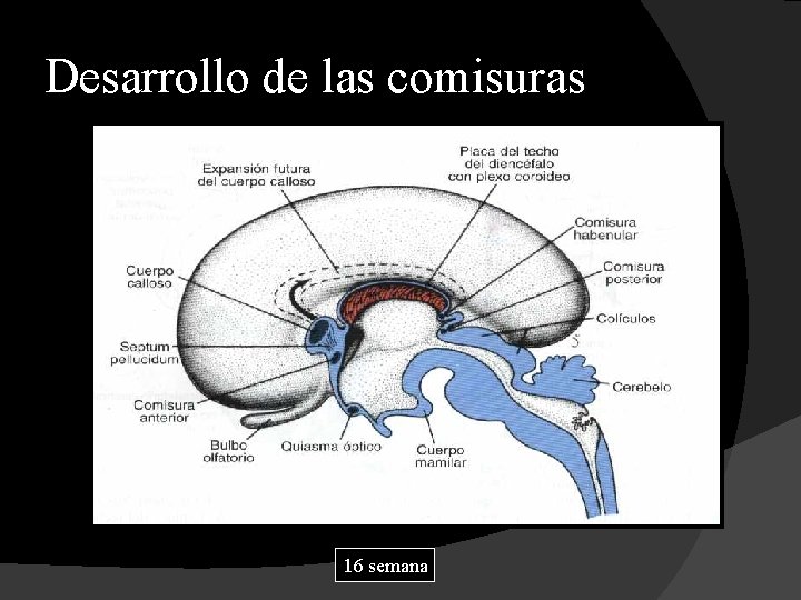 Desarrollo de las comisuras 16 semana 