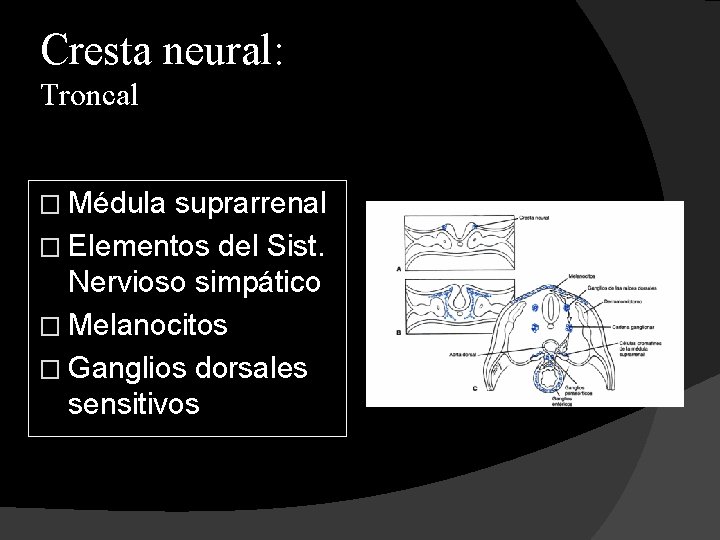 Cresta neural: Troncal � Médula suprarrenal � Elementos del Sist. Nervioso simpático � Melanocitos