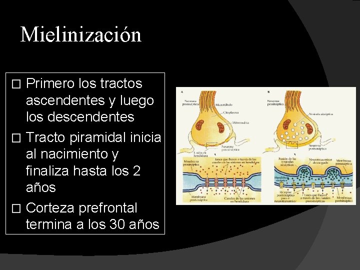 Mielinización Primero los tractos ascendentes y luego los descendentes � Tracto piramidal inicia al