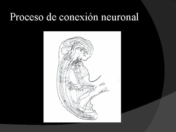 Proceso de conexión neuronal 
