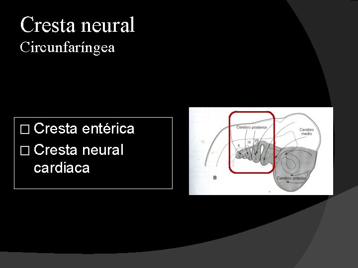 Cresta neural Circunfaríngea � Cresta entérica � Cresta neural cardiaca 