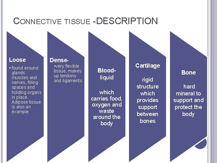 CONNECTIVE TISSUE - DESCRIPTION Loose • found around glands muscles and nerves, filling spaces