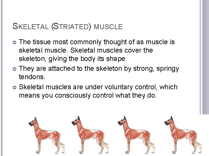 SKELETAL (STRIATED) MUSCLE The tissue most commonly thought of as muscle is skeletal muscle.