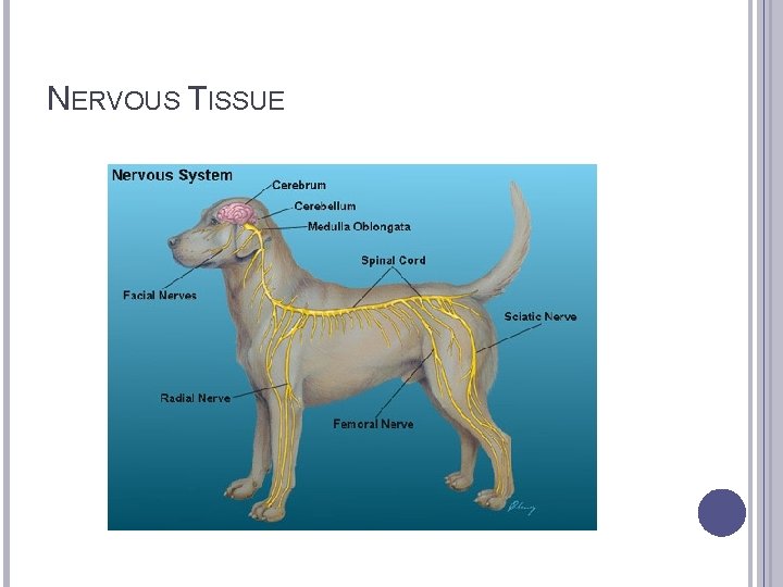 NERVOUS TISSUE 