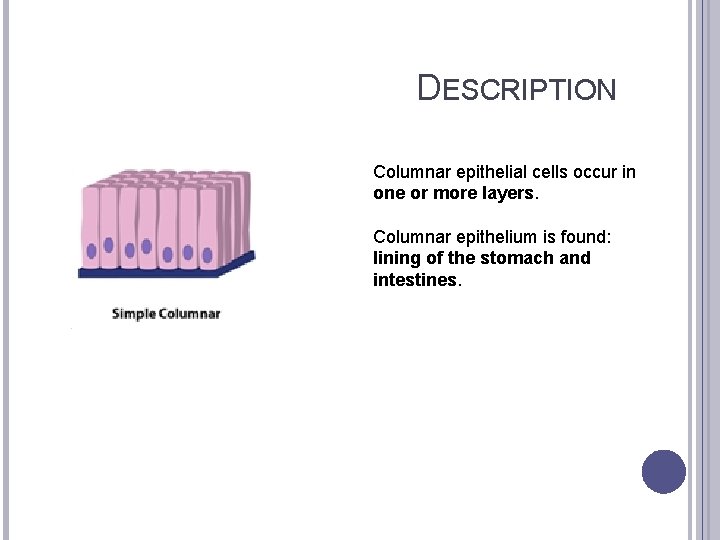 DESCRIPTION Columnar epithelial cells occur in one or more layers. Columnar epithelium is found: