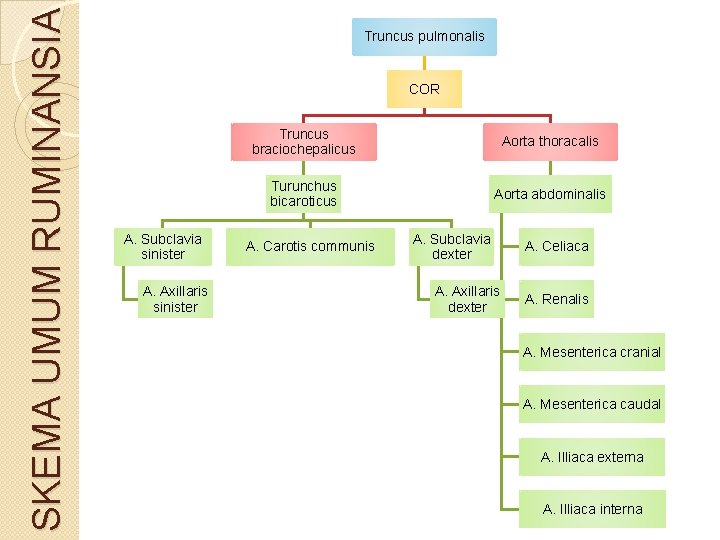 SKEMA UMUM RUMINANSIA Truncus pulmonalis COR A. Subclavia sinister A. Axillaris sinister Truncus braciochepalicus