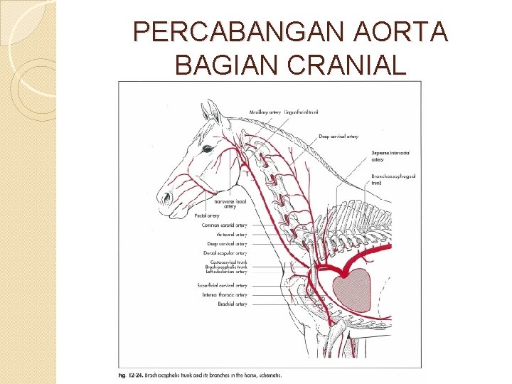 PERCABANGAN AORTA BAGIAN CRANIAL 