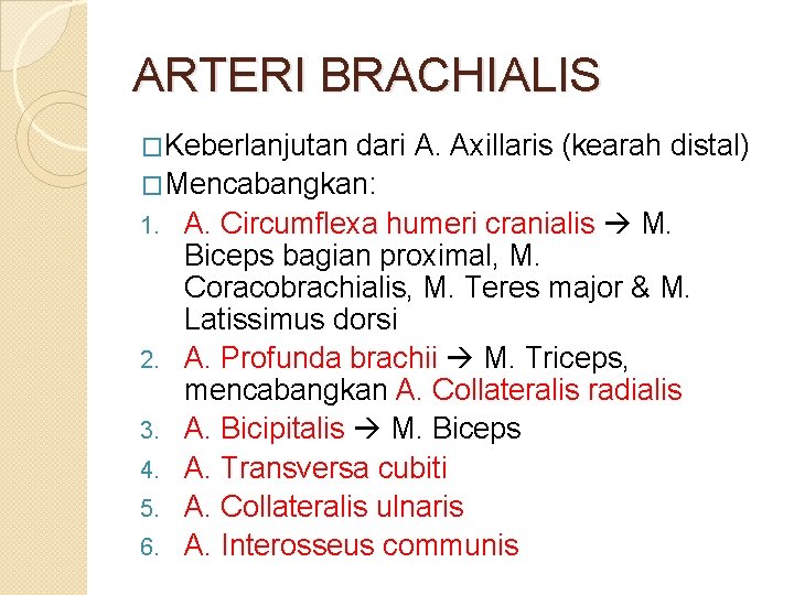 ARTERI BRACHIALIS �Keberlanjutan dari A. Axillaris (kearah distal) �Mencabangkan: 1. A. Circumflexa humeri cranialis