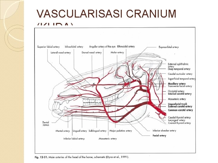 VASCULARISASI CRANIUM (KUDA) 