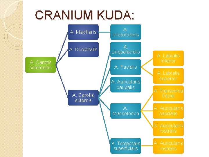 CRANIUM KUDA: A. Maxillaris A. Infraorbitalis A. Occipitalis A. Linguofacialis A. Carotis communis A.