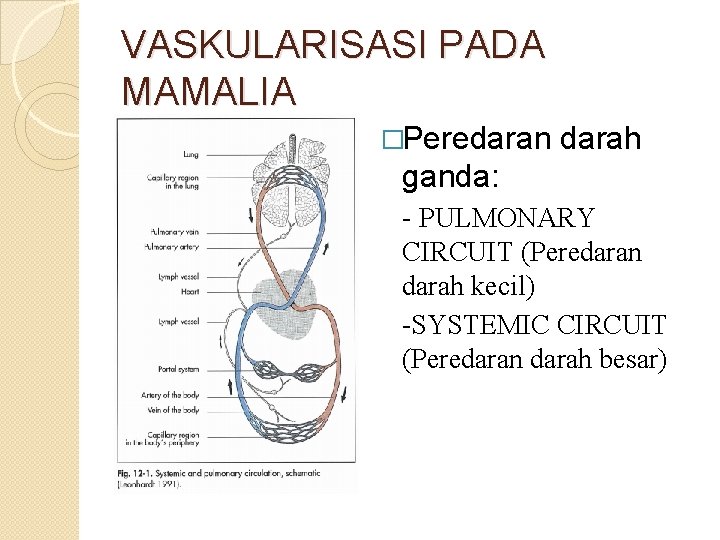 VASKULARISASI PADA MAMALIA �Peredaran darah ganda: - PULMONARY CIRCUIT (Peredaran darah kecil) -SYSTEMIC CIRCUIT