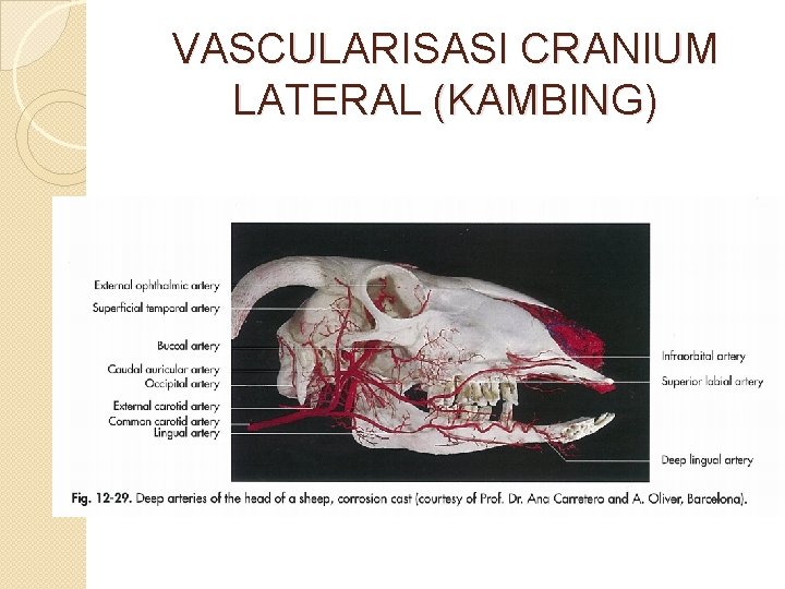 VASCULARISASI CRANIUM LATERAL (KAMBING) 