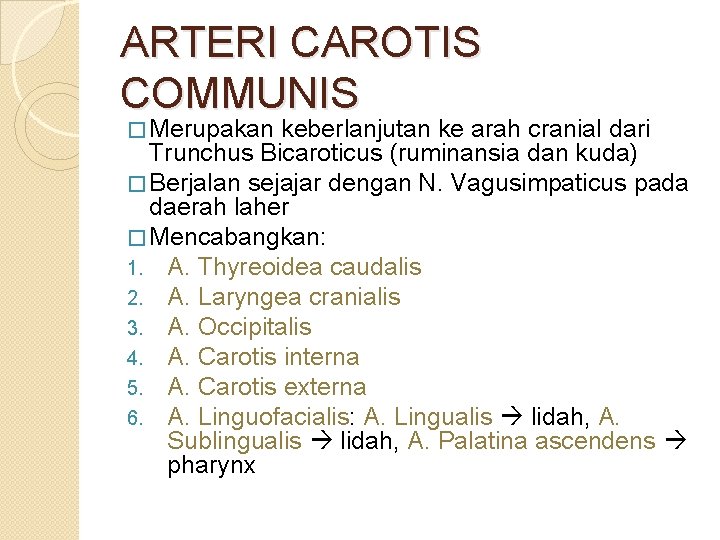 ARTERI CAROTIS COMMUNIS � Merupakan keberlanjutan ke arah cranial dari Trunchus Bicaroticus (ruminansia dan