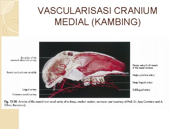 VASCULARISASI CRANIUM MEDIAL (KAMBING) 