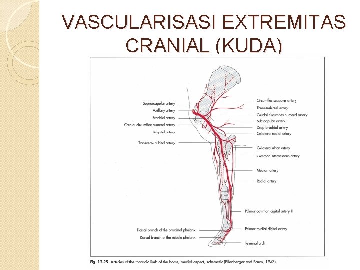 VASCULARISASI EXTREMITAS CRANIAL (KUDA) 