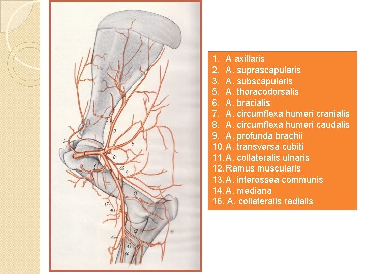 1. A axillaris 2. A. suprascapularis 3. A. subscapularis 5. A. thoracodorsalis 6. A.