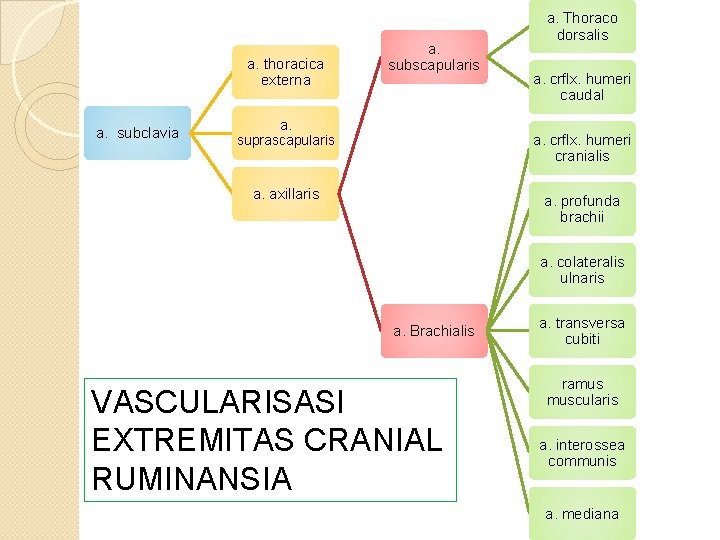a. thoracica externa a. subclavia a. subscapularis a. suprascapularis a. Thoraco dorsalis a. crflx.