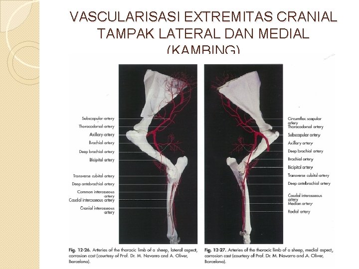 VASCULARISASI EXTREMITAS CRANIAL TAMPAK LATERAL DAN MEDIAL (KAMBING) 