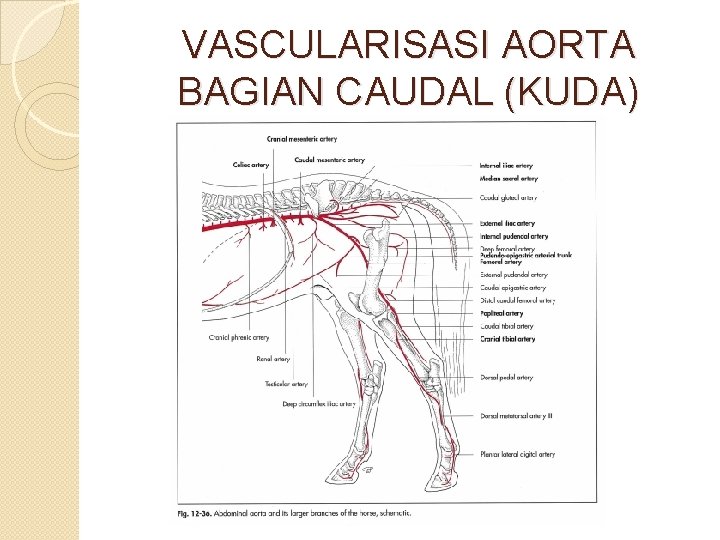 VASCULARISASI AORTA BAGIAN CAUDAL (KUDA) 