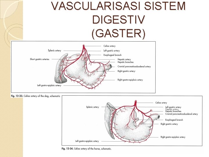 VASCULARISASI SISTEM DIGESTIV (GASTER) 