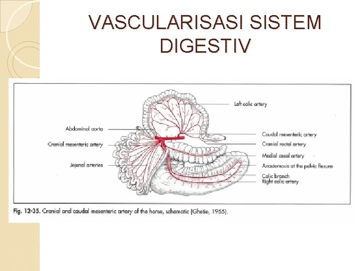 VASCULARISASI SISTEM DIGESTIV 