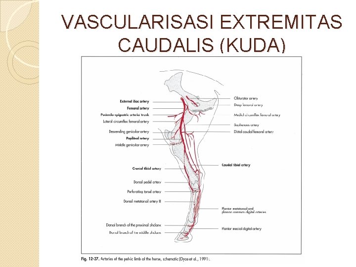 VASCULARISASI EXTREMITAS CAUDALIS (KUDA) 