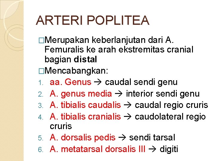 ARTERI POPLITEA �Merupakan keberlanjutan dari A. Femuralis ke arah ekstremitas cranial bagian distal �Mencabangkan: