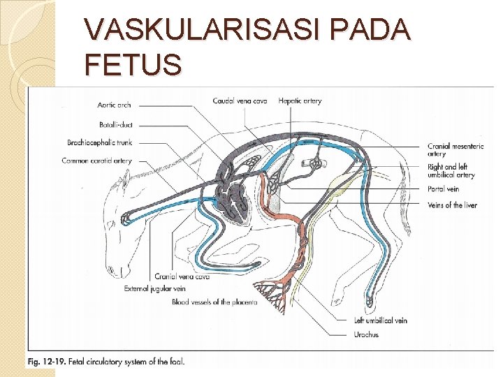 VASKULARISASI PADA FETUS 