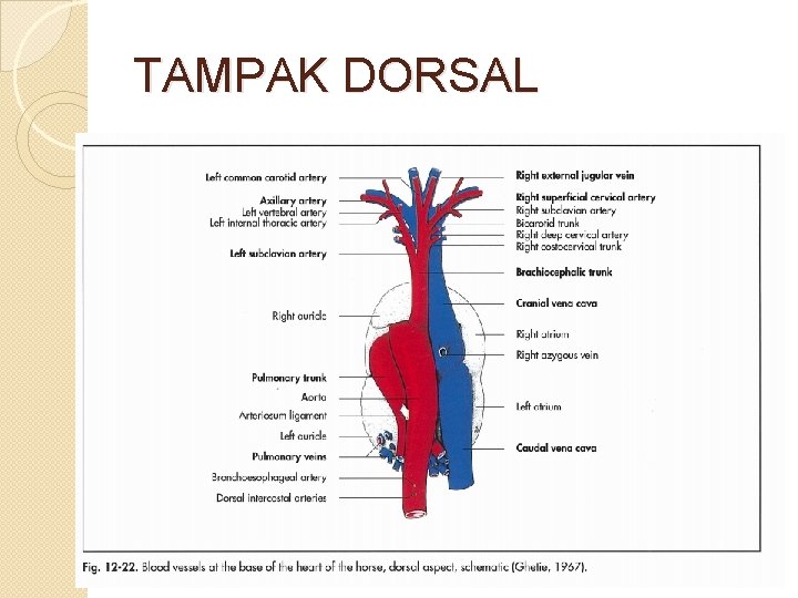 TAMPAK DORSAL 