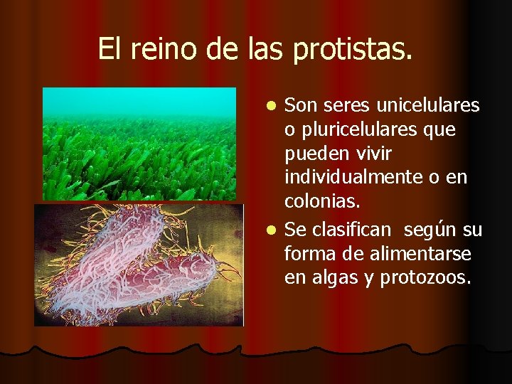 El reino de las protistas. Son seres unicelulares o pluricelulares que pueden vivir individualmente El reino de las protistas. Son seres unicelulares o pluricelulares que pueden vivir individualmente