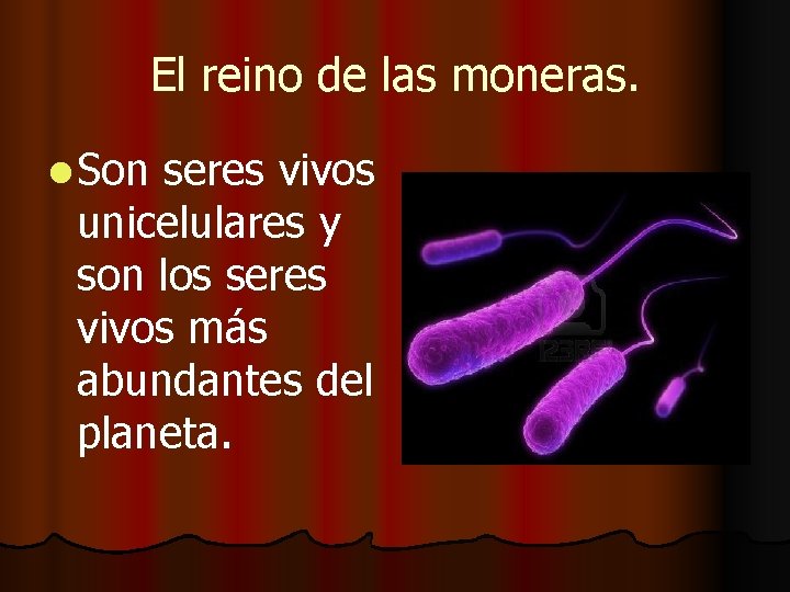 El reino de las moneras. l Son seres vivos unicelulares y son los seres El reino de las moneras. l Son seres vivos unicelulares y son los seres