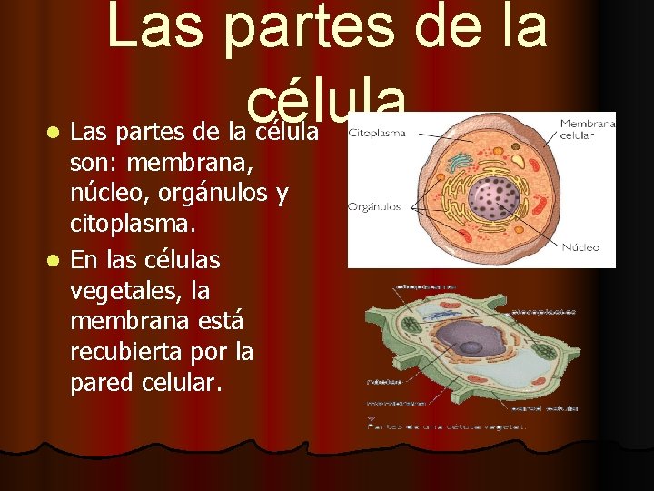 l Las partes de la célula son: membrana, núcleo, orgánulos y citoplasma. l En l Las partes de la célula son: membrana, núcleo, orgánulos y citoplasma. l En
