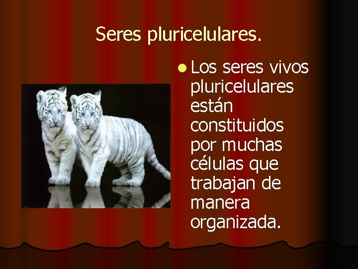 Seres pluricelulares. l Los seres vivos pluricelulares están constituidos por muchas células que trabajan Seres pluricelulares. l Los seres vivos pluricelulares están constituidos por muchas células que trabajan