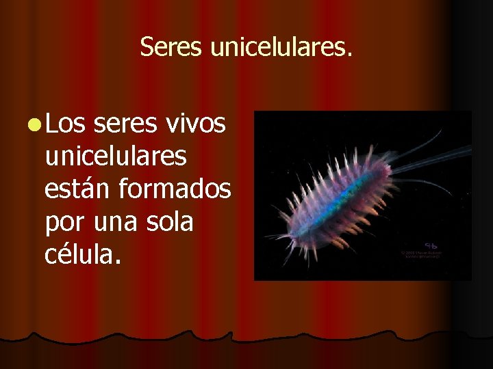 Seres unicelulares. l Los seres vivos unicelulares están formados por una sola célula. Seres unicelulares. l Los seres vivos unicelulares están formados por una sola célula.