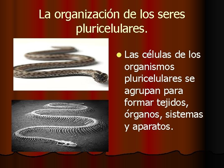 La organización de los seres pluricelulares. l Las células de los organismos pluricelulares se La organización de los seres pluricelulares. l Las células de los organismos pluricelulares se