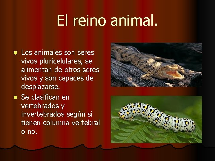 El reino animal. Los animales son seres vivos pluricelulares, se alimentan de otros seres El reino animal. Los animales son seres vivos pluricelulares, se alimentan de otros seres