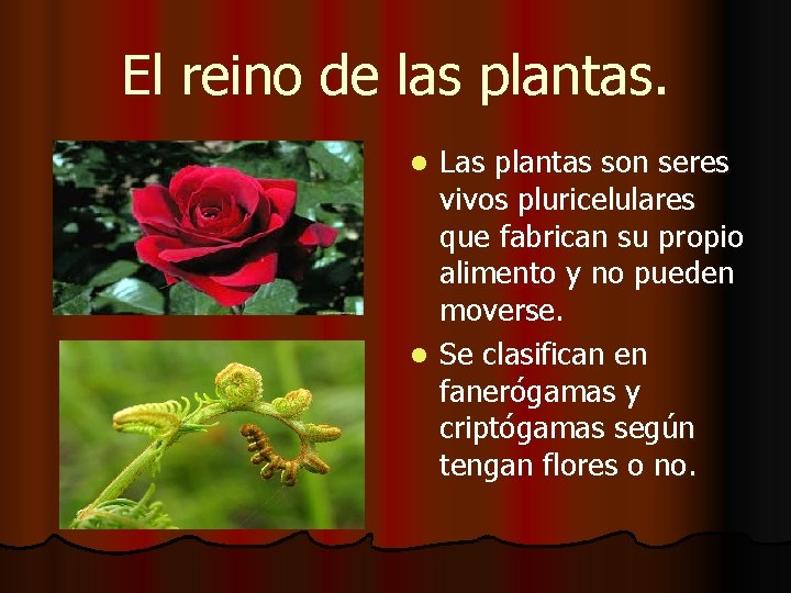 El reino de las plantas. Las plantas son seres vivos pluricelulares que fabrican su El reino de las plantas. Las plantas son seres vivos pluricelulares que fabrican su