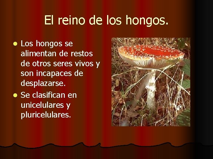 El reino de los hongos. Los hongos se alimentan de restos de otros seres El reino de los hongos. Los hongos se alimentan de restos de otros seres