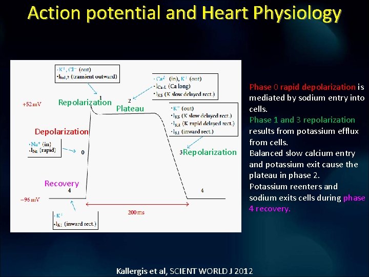 Action potential and Heart Physiology Repolarization Plateau Depolarization Recovery Phase 0 rapid depolarization is Action potential and Heart Physiology Repolarization Plateau Depolarization Recovery Phase 0 rapid depolarization is