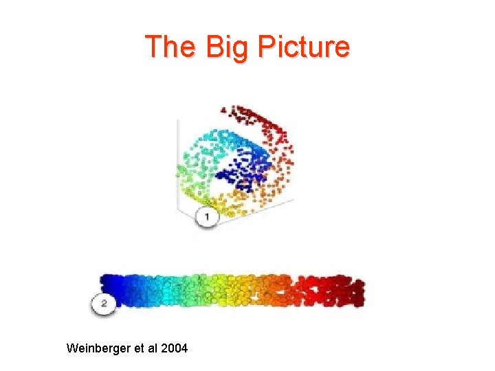 The Big Picture Weinberger et al 2004 The Big Picture Weinberger et al 2004