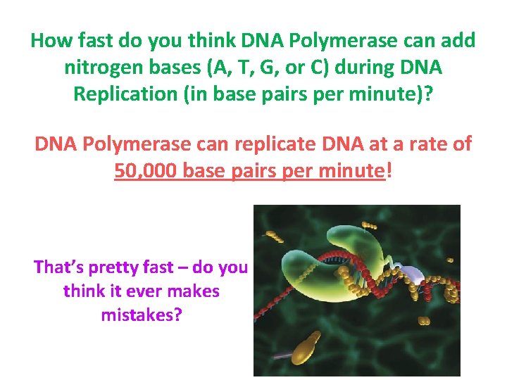 How fast do you think DNA Polymerase can add nitrogen bases (A, T, G,