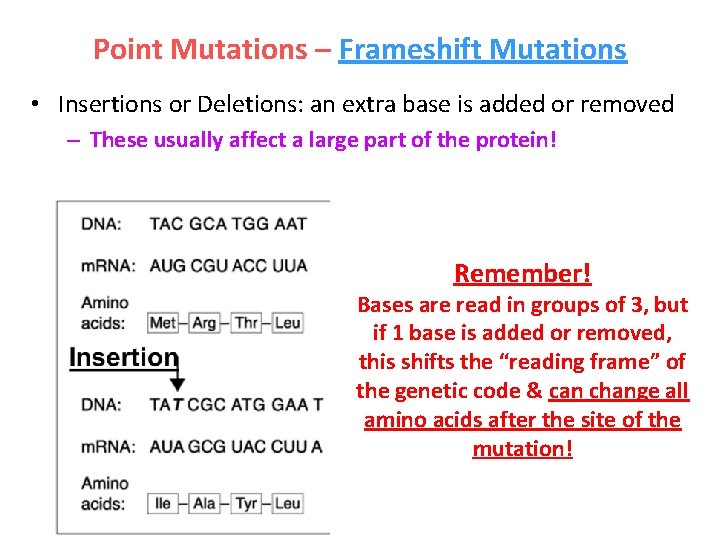 Point Mutations – Frameshift Mutations • Insertions or Deletions: an extra base is added
