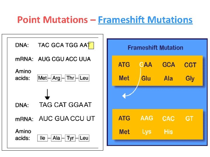 Point Mutations – Frameshift Mutations 