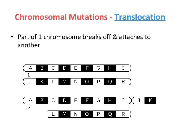 Chromosomal Mutations - Translocation • Part of 1 chromosome breaks off & attaches to