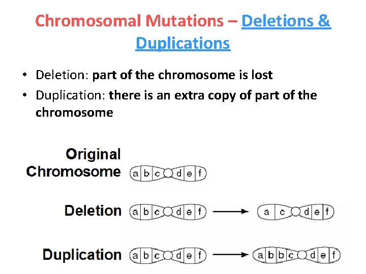 Chromosomal Mutations – Deletions & Duplications • Deletion: part of the chromosome is lost