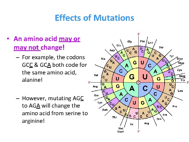 Effects of Mutations • An amino acid may or may not change! – For