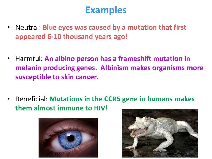 Examples • Neutral: Blue eyes was caused by a mutation that first appeared 6