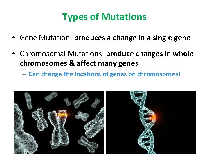 Types of Mutations • Gene Mutation: produces a change in a single gene •