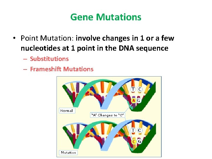 Gene Mutations • Point Mutation: involve changes in 1 or a few nucleotides at