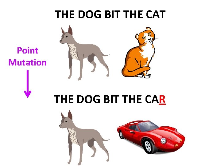THE DOG BIT THE CAT Point Mutation THE DOG BIT THE CAR 